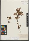 Foto von Salix helvetica Vill. x Salix waldsteiniana Willd.